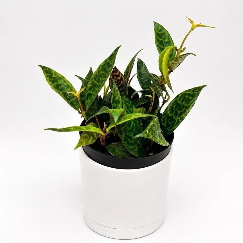 Black Pagoda Lipstick Plant - Trailing Houseplant with Patterned Foliage - 4" Pot Black Pagoda Lipstick Plant - Trailing Houseplant with Patterned Foliage - 4" Pot - Image 4