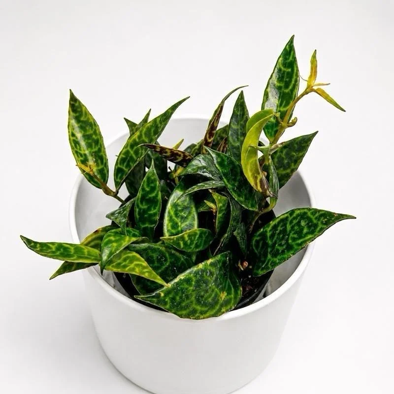 Black Pagoda Lipstick Plant - Trailing Houseplant with Patterned Foliage - 4" Pot Black Pagoda Lipstick Plant - Trailing Houseplant with Patterned Foliage - 4" Pot - Image 5
