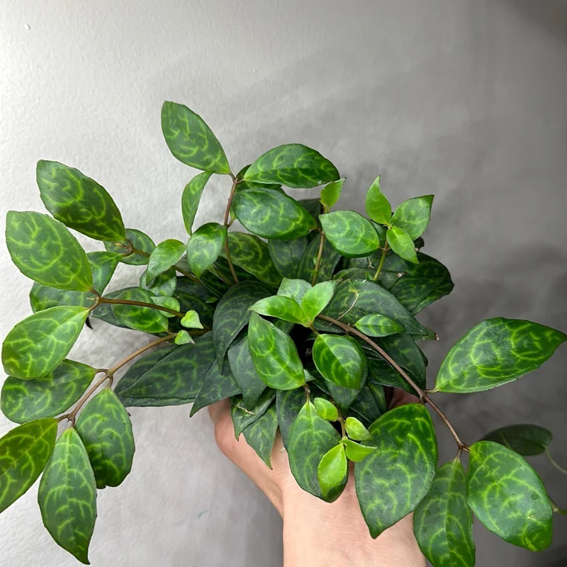 Black Pagoda Lipstick Plant - Trailing Houseplant with Patterned Foliage - 4" Pot Black Pagoda Lipstick Plant - Trailing Houseplant with Patterned Foliage - 4" Pot - Image 6