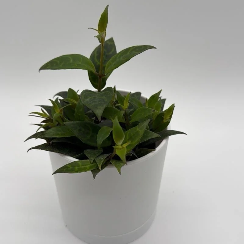 Black Pagoda Lipstick Plant - Trailing Houseplant with Patterned Foliage - 4" Pot - Image 1