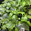 Black Panther Super Hot Pepper Live Plants - Set of 3, 75+ Days Old, Vegetative Stage - Image 1