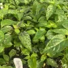 Black Pearl Black Leaf Hot Pepper Live Plants - Set of 3 Ornamental Veg - Image 1
