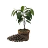 Black Pepper Live Plant 4-7” Tall - Piper Nigrum Starter Vine - Indoor/Outdoor - Image 1