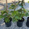 Blackberry Prime-Ark 45 Live Plant - 1 Gallon Pot - Primocane Fruiting Blackberry Prime-Ark 45 Live Plant - 1 Gallon Pot - Primocane Fruiting - Image 1