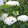 Blackhaw Viburnum Live Plant – 6-12" Tall Seedling – 4" Pot – Outdoor Shrub Blackhaw Viburnum Live Plant – 6-12" Tall Seedling – 4" Pot – Outdoor Shrub - Image 1
