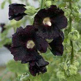Blacknight Hollyhock Perennial Plant - Dark Purple Flowers - Live Plant - Image 2