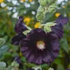 Blacknight Hollyhock Perennial Plant - Dark Purple Flowers - Live Plant - Image 1