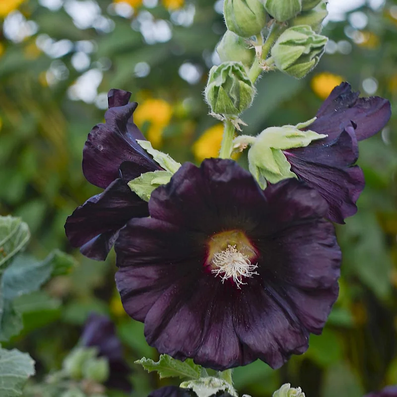 Blacknight Hollyhock Perennial Plant - Dark Purple Flowers - Live Plant - Image 1
