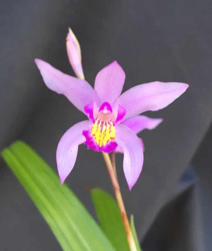 Bletilla 'Kate' Cold Hardy Ground Orchid Live Plant – 3 inch Pot – Outdoor Bletilla 'Kate' Cold Hardy Ground Orchid Live Plant – 3 inch Pot – Outdoor - Image 1