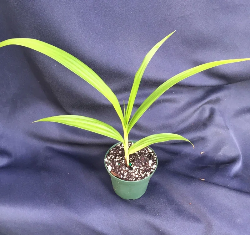Bletilla 'Kate' Cold Hardy Ground Orchid Live Plant – 3 inch Pot Bletilla 'Kate' Cold Hardy Ground Orchid Live Plant – 3 inch Pot - Image 2