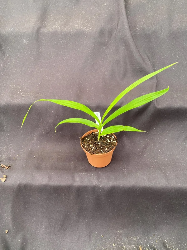 Bletilla Terracotta Princess Orchid Live Plant – Cold Hardy, Shipped in 3" Pot - Image 2