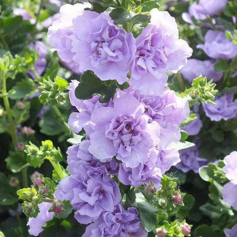 Blue Bacopa Hollyhock Seeds - 25 Seed Pack - Perennial Garden Flower - Image 2