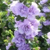 Blue Bacopa Hollyhock Seeds - 25 Seed Pack - Perennial Garden Flower - Image 1
