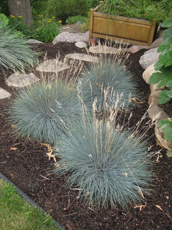 Blue Fescue 'Elijah Blue' Ornamental Grass – Live Plant – Outdoor Blue Fescue 'Elijah Blue' Ornamental Grass – Live Plant – Outdoor - Image 3