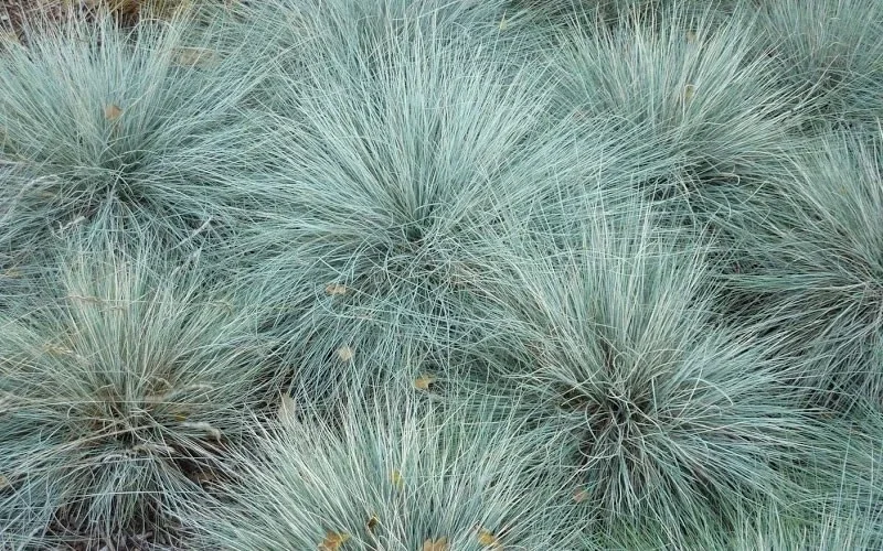 Blue Fescue 'Elijah Blue' Ornamental Grass – Live Plant – Outdoor Blue Fescue 'Elijah Blue' Ornamental Grass – Live Plant – Outdoor - Image 4
