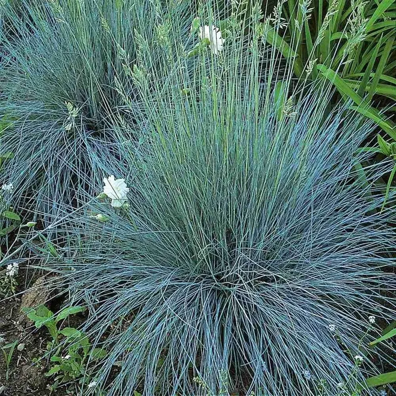 Blue Fescue 'Elijah Blue' Ornamental Grass – Live Plant – Outdoor - Image 1
