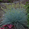 Blue Fescue Grass 'Blue Whiskers' Live Plant – Perennial Ornamental Grass - Image 1