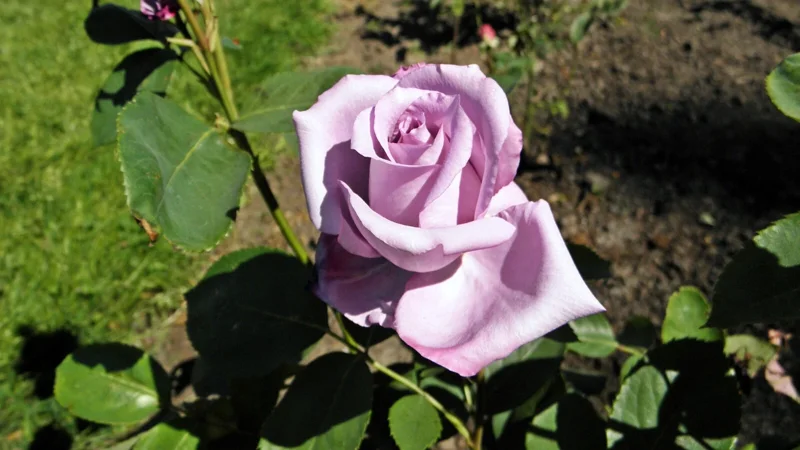 Blue Girl Rose Cuttings - 3 Unrooted 6" Live Plant Cuttings, Shrub, Awarded - Image 2