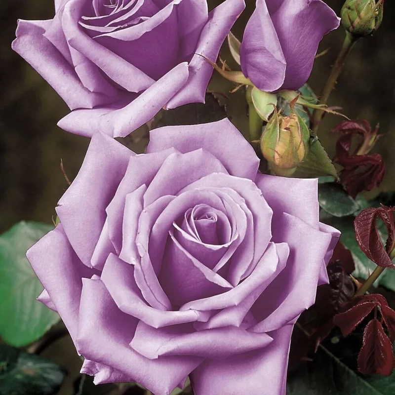 Blue Girl Rose Cuttings - 3 Unrooted 6" Live Plant Cuttings, Shrub, Awarded - Image 1