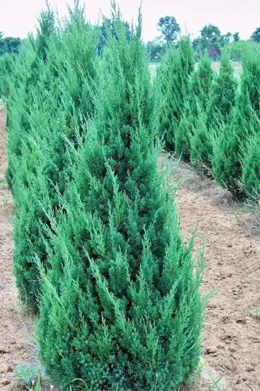 Blue Point Juniper Plant – Live Shrub – Juniperus chinensis – 1 Qt Container – Outdoor Blue Point Juniper Plant – Live Shrub – Juniperus chinensis – 1 Qt Container – Outdoor - Image 2