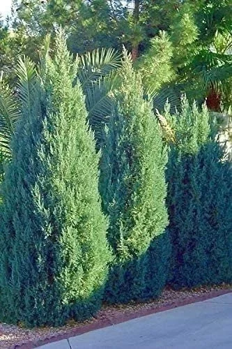 Blue Point Juniper Plant – Live Shrub – Juniperus chinensis – 1 Qt Container – Outdoor Blue Point Juniper Plant – Live Shrub – Juniperus chinensis – 1 Qt Container – Outdoor - Image 3