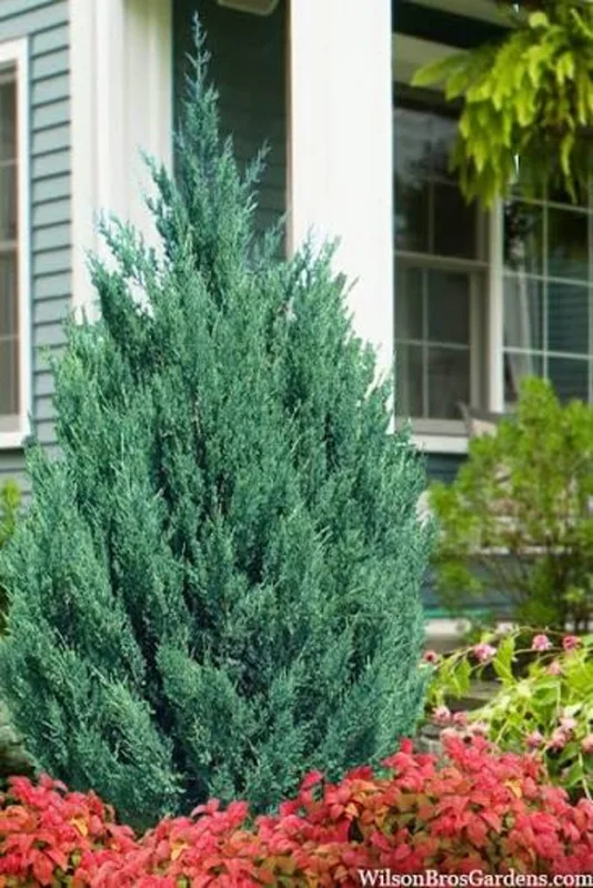 Blue Point Juniper Plant – Live Shrub – Juniperus chinensis – 1 Qt Container – Outdoor Blue Point Juniper Plant – Live Shrub – Juniperus chinensis – 1 Qt Container – Outdoor - Image 4