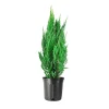 Blue Point Juniper Plant – Live Shrub – Juniperus chinensis – 1 Qt Container – Outdoor Blue Point Juniper Plant – Live Shrub – Juniperus chinensis – 1 Qt Container – Outdoor - Image 1