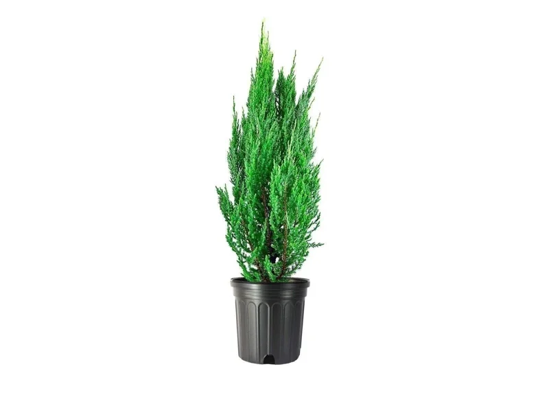 Blue Point Juniper Plant – Live Shrub – Juniperus chinensis – 1 Qt Container – Outdoor Blue Point Juniper Plant – Live Shrub – Juniperus chinensis – 1 Qt Container – Outdoor - Image 1