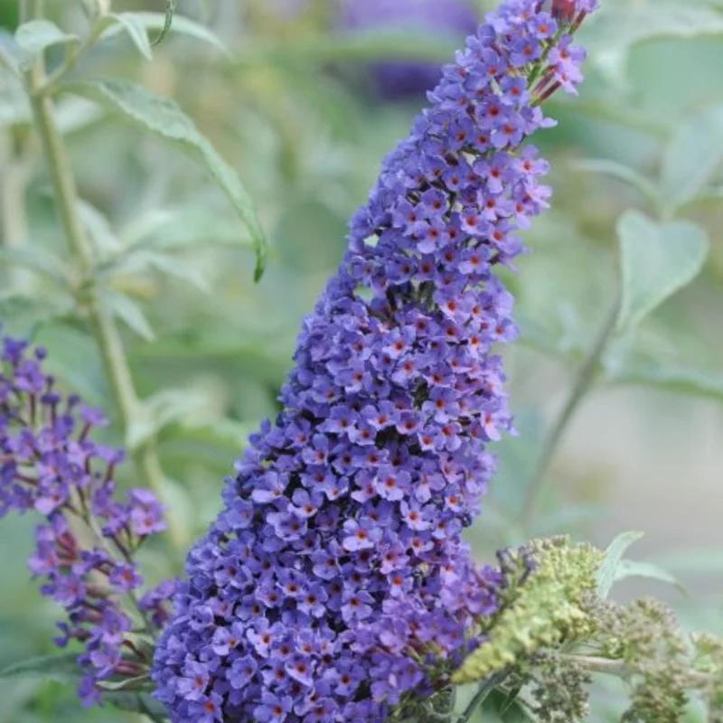 Blue Purple Butterfly Bush Live Plant, Buddleja Shrub, 4-7 Inch, Outdoor Garden Blue Purple Butterfly Bush Live Plant, Buddleja Shrub, 4-7 Inch, Outdoor Garden - Image 2