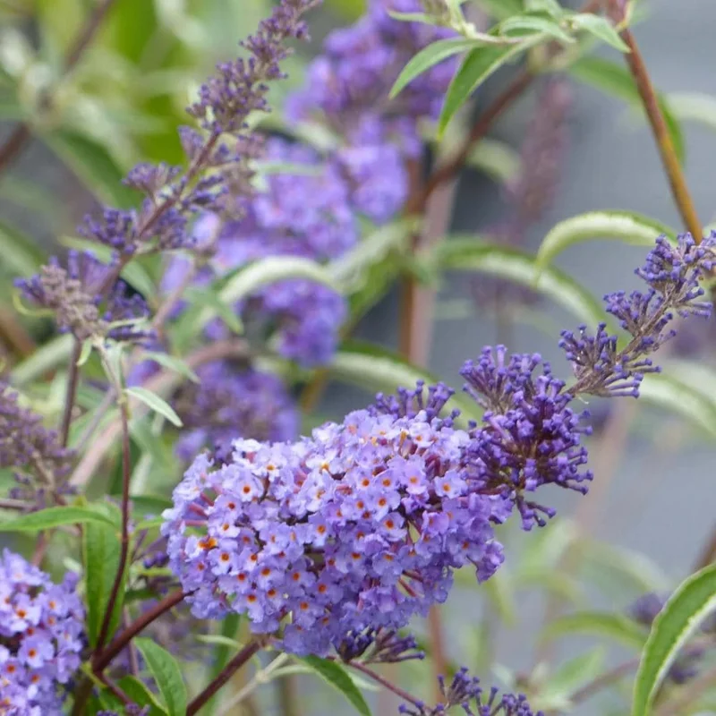 Blue Purple Butterfly Bush Live Plant, Buddleja Shrub, 4-7 Inch, Outdoor Garden Blue Purple Butterfly Bush Live Plant, Buddleja Shrub, 4-7 Inch, Outdoor Garden - Image 3