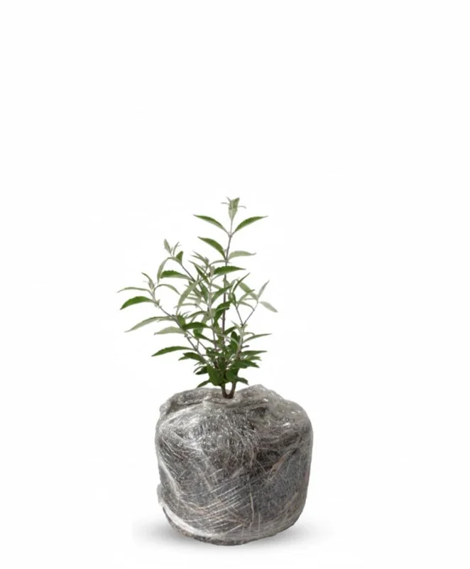 Blue Purple Butterfly Bush Live Plant, Buddleja Shrub, 4-7 Inch, Outdoor Garden Blue Purple Butterfly Bush Live Plant, Buddleja Shrub, 4-7 Inch, Outdoor Garden - Image 4