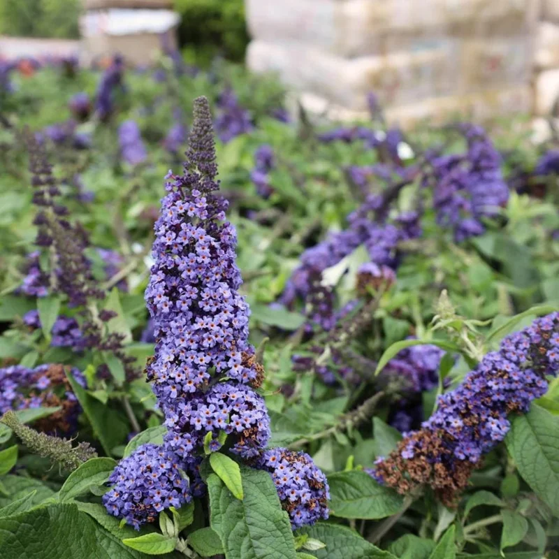 Blue Purple Butterfly Bush Live Plant, Buddleja Shrub, 4-7 Inch, Outdoor Garden Blue Purple Butterfly Bush Live Plant, Buddleja Shrub, 4-7 Inch, Outdoor Garden - Image 5