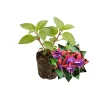 Blue-Red Fuchsia Plant Plug - Live Plant for Balcony & Patio - Image 1