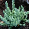 Blue Spruce Sedum Reflexum Creeping Ground Cover Stonecrop Blue Spruce Sedum Reflexum Creeping Ground Cover Stonecrop - Image 1
