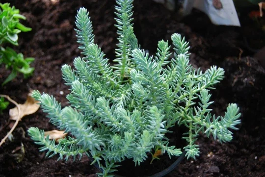 Blue Spruce Sedum Reflexum Creeping Ground Cover Stonecrop - Image 1