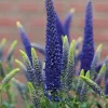 Blue Veronica Seeds - Royal Candle Speedwell Perennial Flowers - 100 Seeds - Image 1