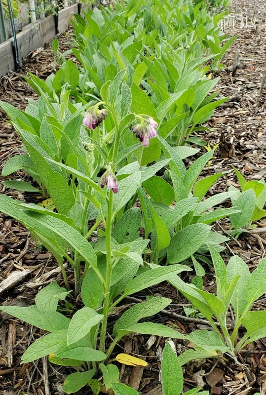 Bocking 14 Comfrey Crown Cuttings - Organic Live Plant - 1 Crown Cutting - Image 2