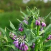 Bocking 14 Comfrey Live Plant - Perennial Herb - Knitbone Cultivar - Image 1