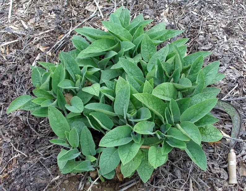 Bocking #4 Comfrey Plant Crown Cutting - 1 Crown - Fast Growing Organic Perennial Bocking #4 Comfrey Plant Crown Cutting - 1 Crown - Fast Growing Organic Perennial - Image 3