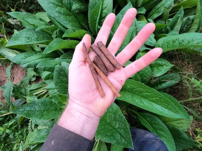 Bocking #4 Comfrey Plant Crown Cutting - 1 Crown - Fast Growing Organic Perennial Bocking #4 Comfrey Plant Crown Cutting - 1 Crown - Fast Growing Organic Perennial - Image 5