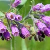 Bocking #4 Comfrey Plant Crown Cutting - 1 Crown - Fast Growing Organic Perennial - Image 1