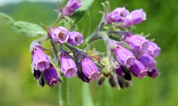 Bocking #4 Comfrey Plant Crown Cutting - 1 Crown - Fast Growing Organic Perennial Bocking #4 Comfrey Plant Crown Cutting - 1 Crown - Fast Growing Organic Perennial - Image 1