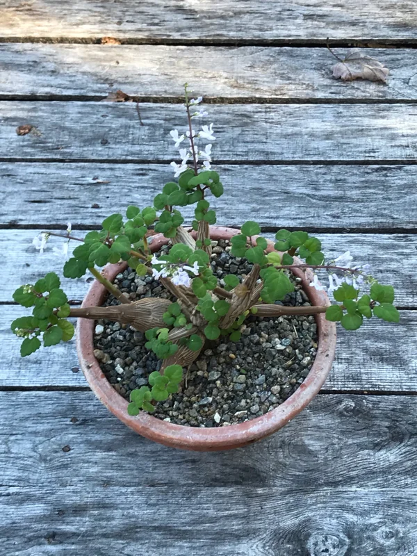 Bonsai Mint Plectranthus Ernstii Caudex Live Plant – Caudex Succulent – Indoor/Outdoor - Image 2
