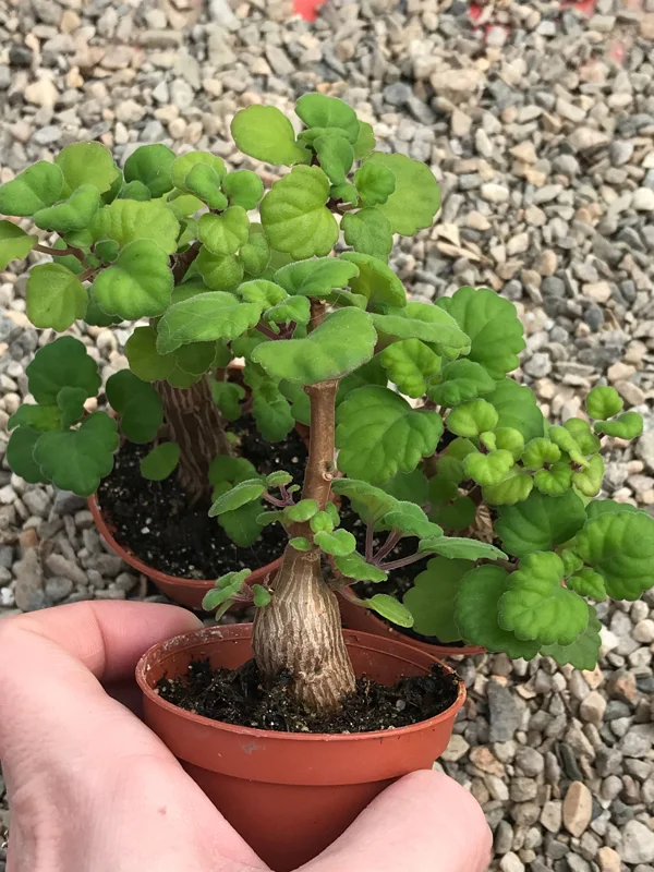 Bonsai Mint Plectranthus Ernstii Caudex Live Plant – Caudex Succulent – Indoor/Outdoor - Image 1