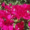 Bougainvillea 'Barbara Karst' Live Plant – Vibrant Magenta Blooms – Outdoor Vine Bougainvillea 'Barbara Karst' Live Plant – Vibrant Magenta Blooms – Outdoor Vine - Image 1