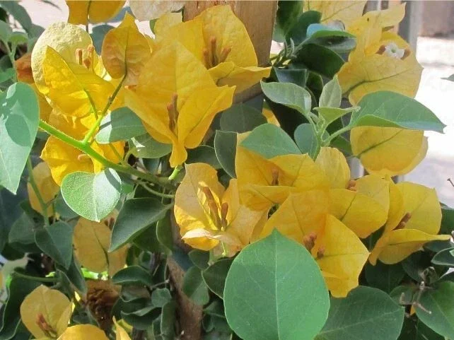 Bougainvillea 'California Gold' Live Plant – Vibrant Yellow Climber – Outdoor - Image 2