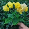 Bougainvillea 'California Gold' Live Plant – Vibrant Yellow Climber – Outdoor Bougainvillea 'California Gold' Live Plant – Vibrant Yellow Climber – Outdoor - Image 1