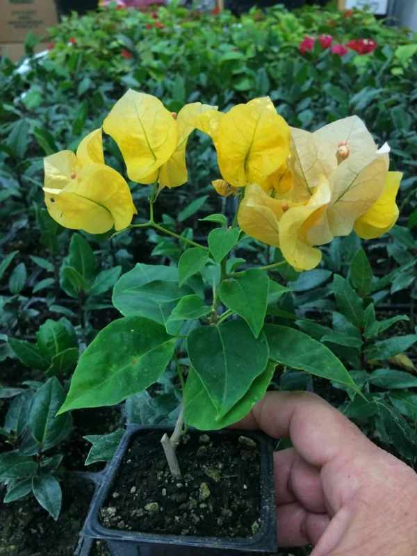 Bougainvillea 'California Gold' Live Plant – Vibrant Yellow Climber – Outdoor - Image 1