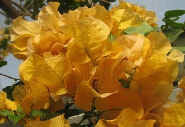 Bougainvillea 'California Gold' Live Plant – Vibrant Yellow Climber – Outdoor Bougainvillea 'California Gold' Live Plant – Vibrant Yellow Climber – Outdoor - Image 3