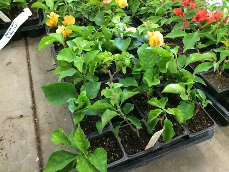 Bougainvillea 'California Gold' Live Plant – Vibrant Yellow Climber – Outdoor Bougainvillea 'California Gold' Live Plant – Vibrant Yellow Climber – Outdoor - Image 4